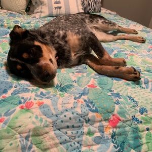 Meet your Posher, Molly